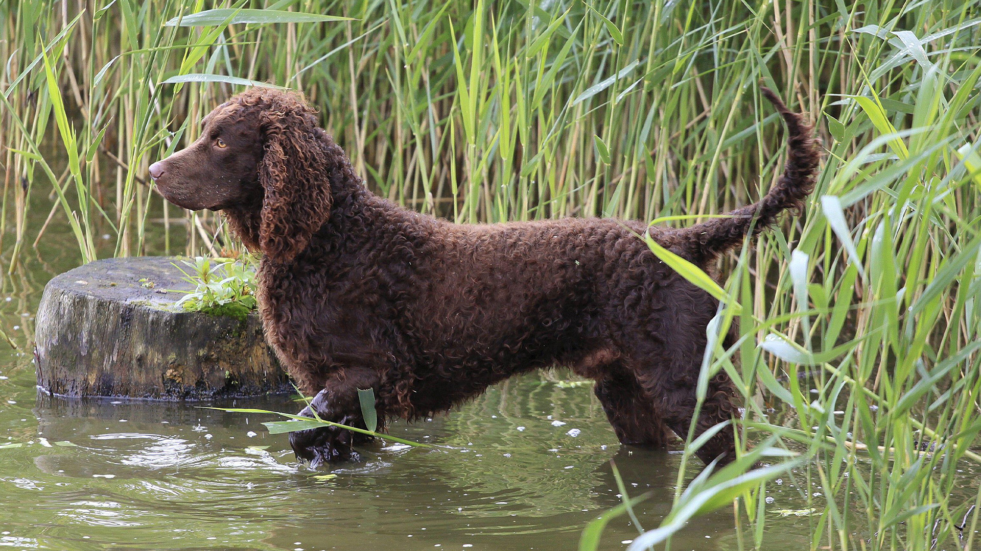 American Water spaniel entering shallow water