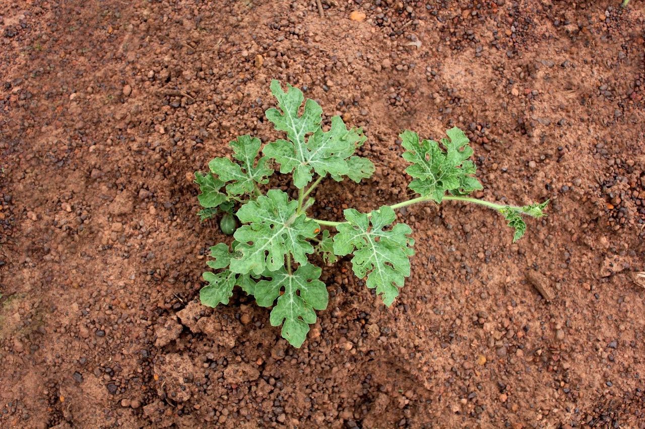 Watermelon Plant