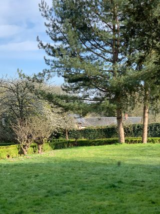 The view from Laura Gonzalez's window at her country house, with her cherry tree in the foreground