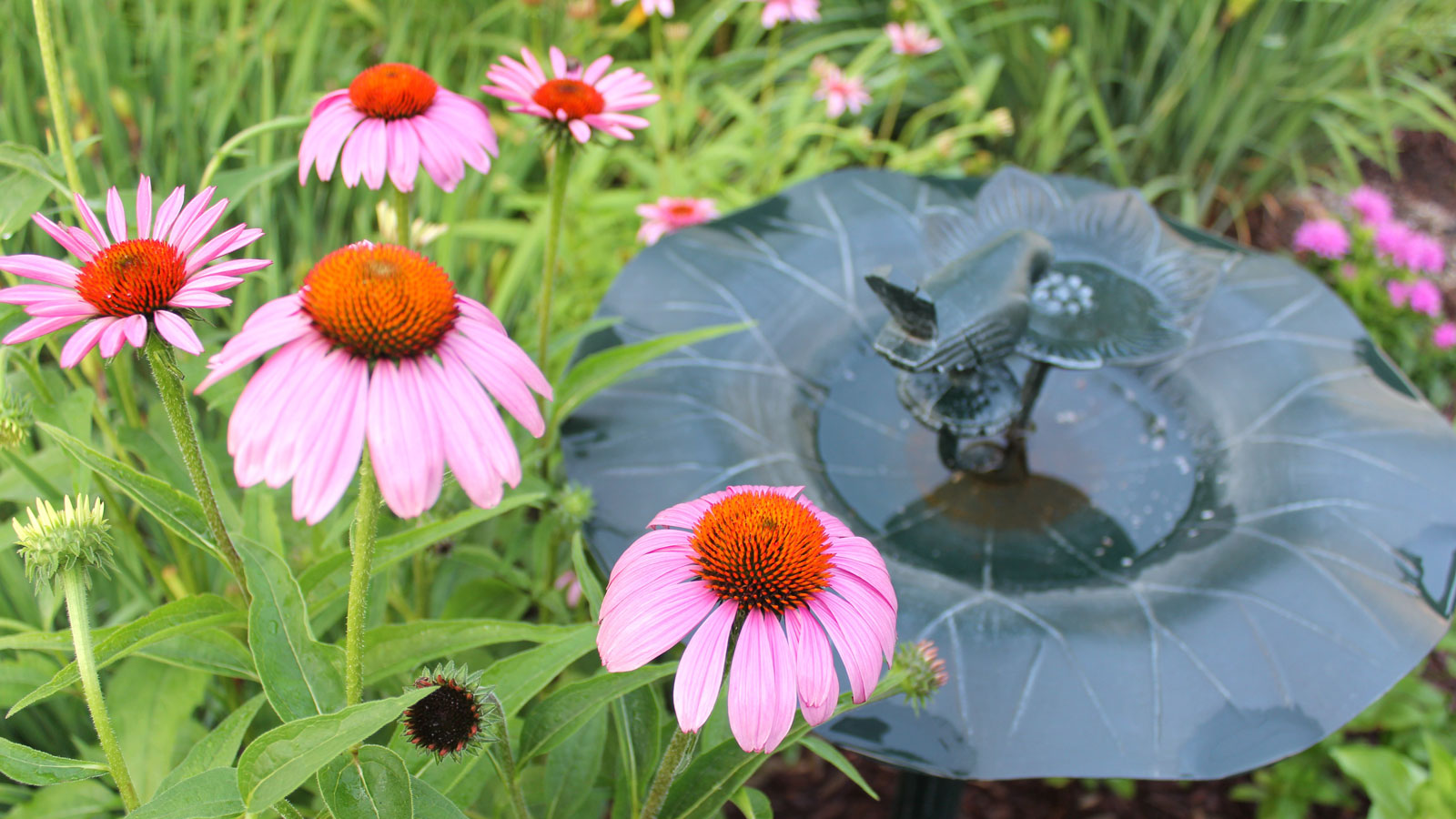 bird bath surrounded by pink coneflowers