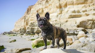French bulldog at Dog Beach San Diego