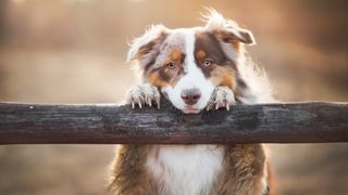 Australian Shepherd Dog standing on hind legs with front paws on top of wooden pole