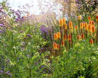 Kniphofia flowers also known as red hot poker planted with purple Verbena bonariensis