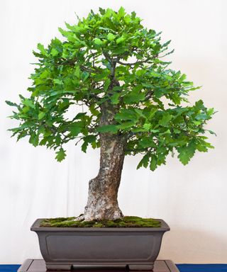 English oak bonsai tree