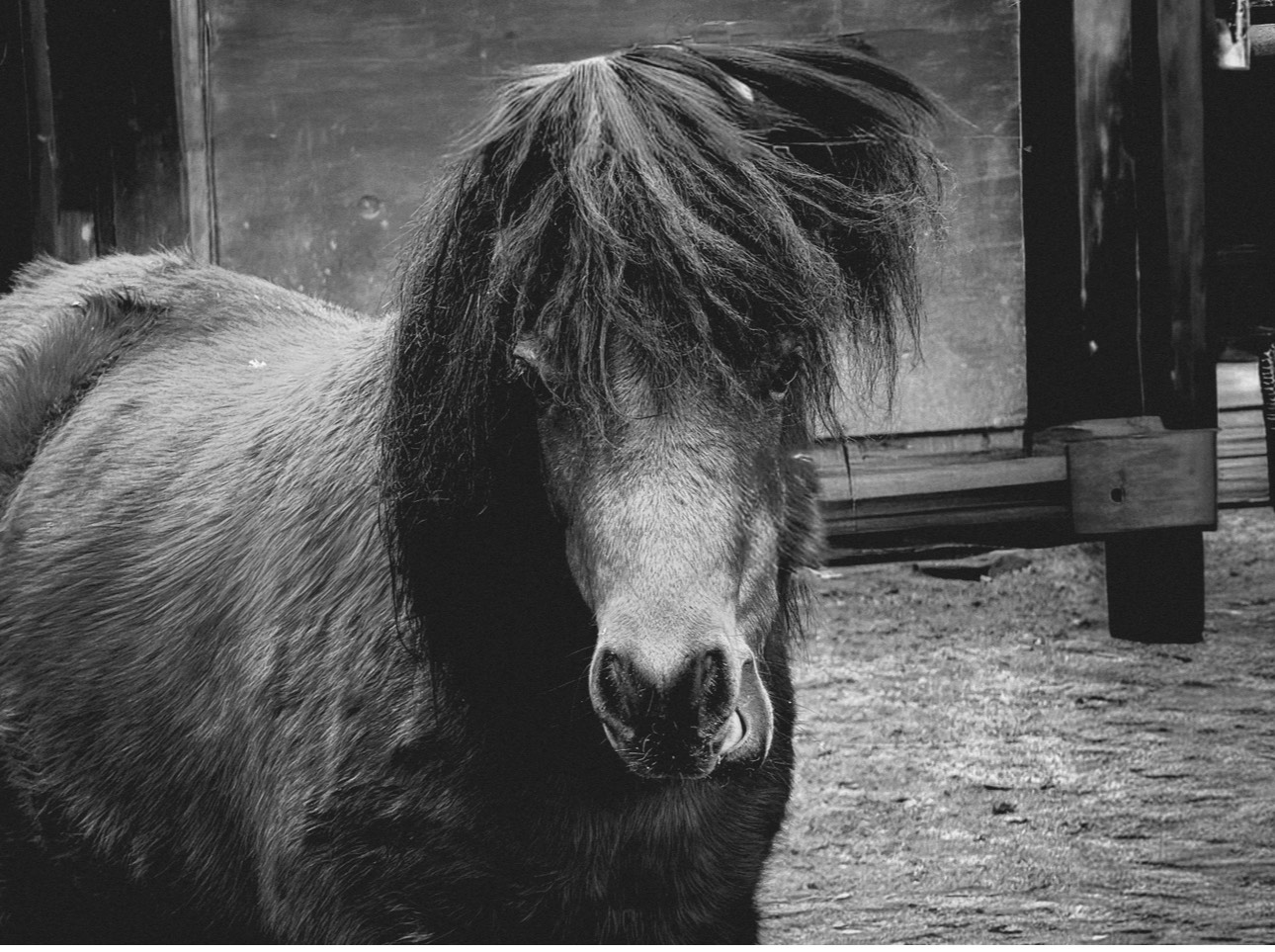 GuruShots - Powerful Black & White Jan 26