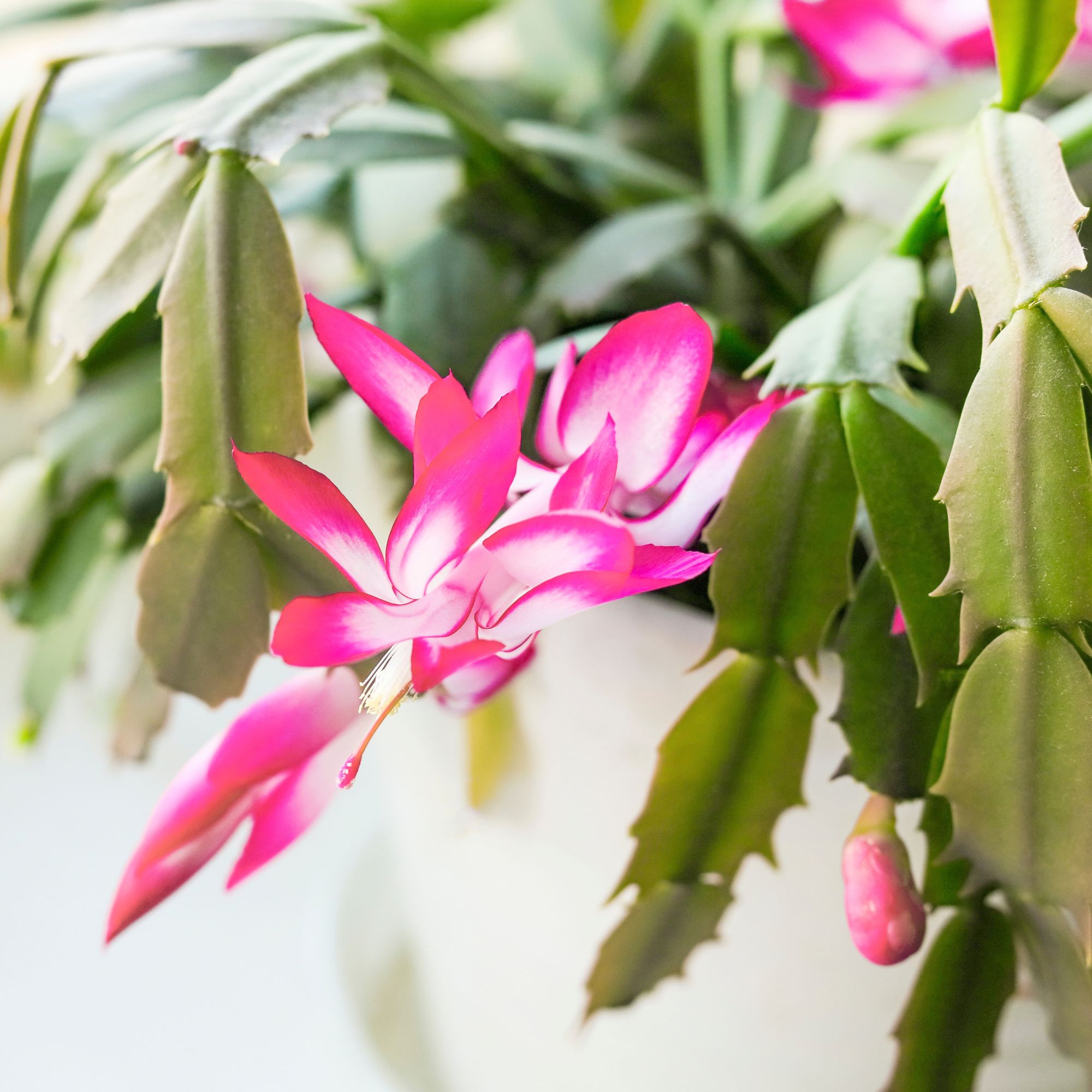 Christmas Cactus