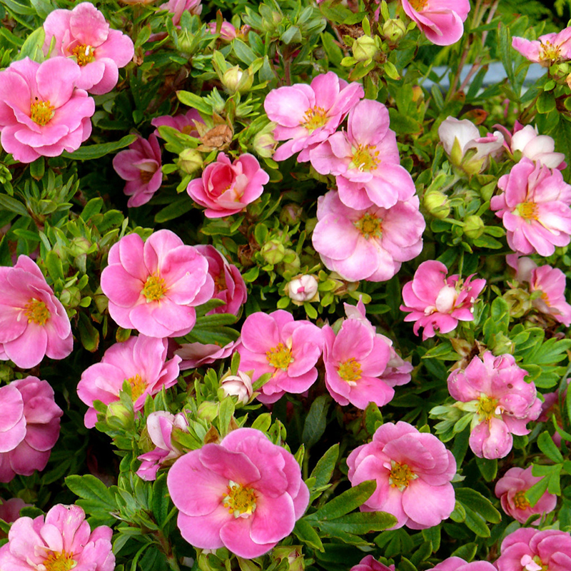 Happy Face® Pink Paradise Potentilla