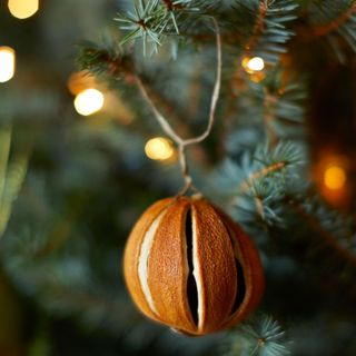 Dried orange Christmas decoration hanging from the Christmas tree