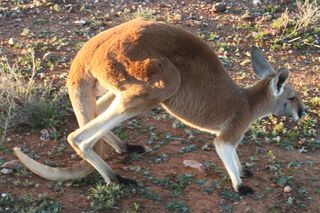 Red Kangaroo mid-stride