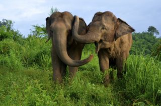 Elephants at the Golden Triangle Asian Elephant Foundation in Chiang Rai, Thailand