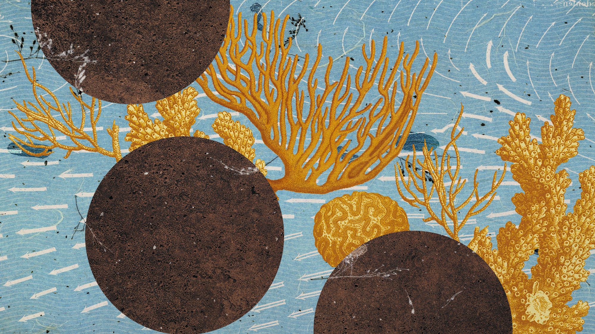 Turning over a new reef: AI could help save beaches