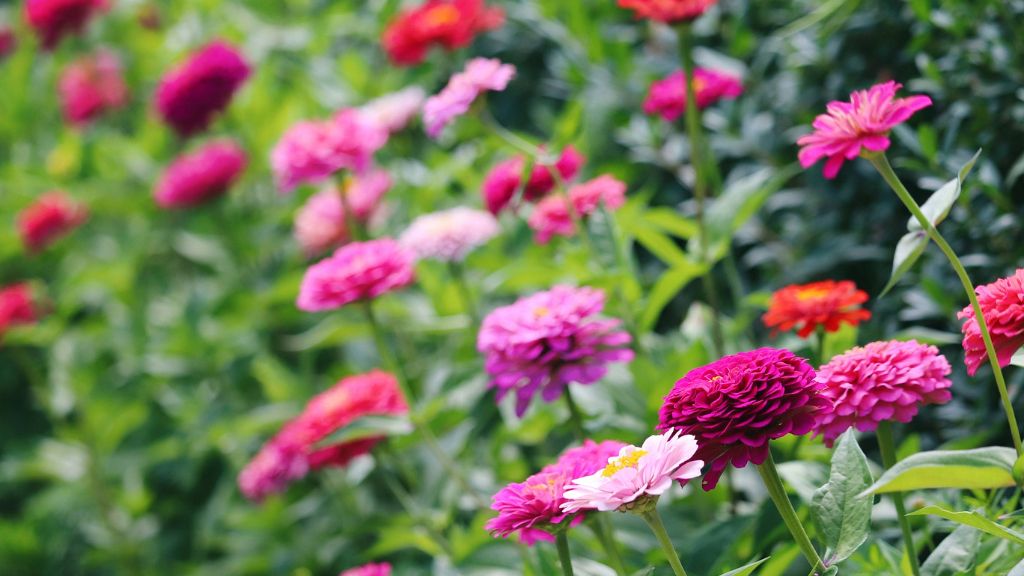 many zinnia flower blooms 