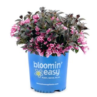 Weigela Live Shrub with Vivid Pink Flowers