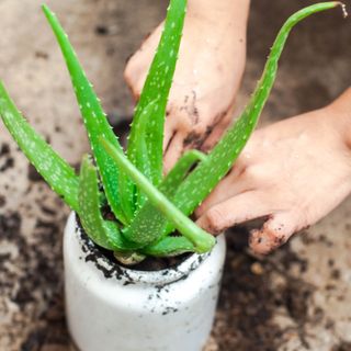 Potting aloe vera plant