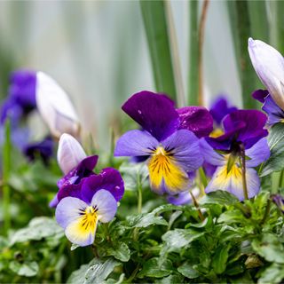 Winter pansies growing in a garden