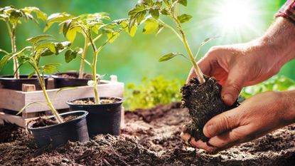 Tomato plants being transplanted out into the soil