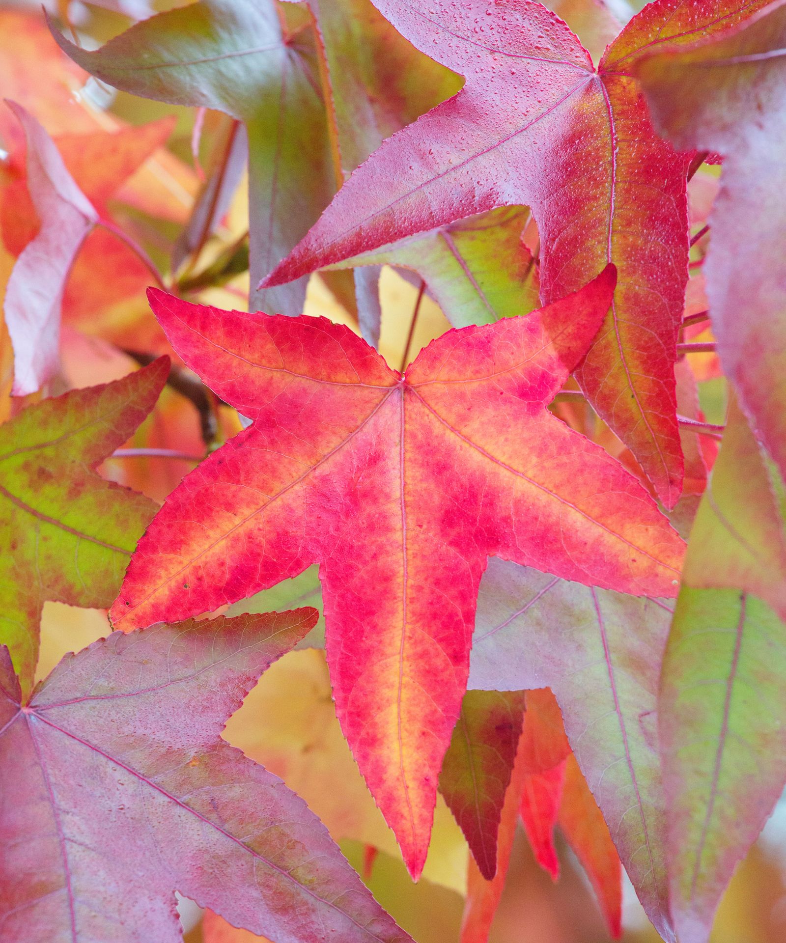 Best trees for fall color with beautiful foliage Homes & Gardens