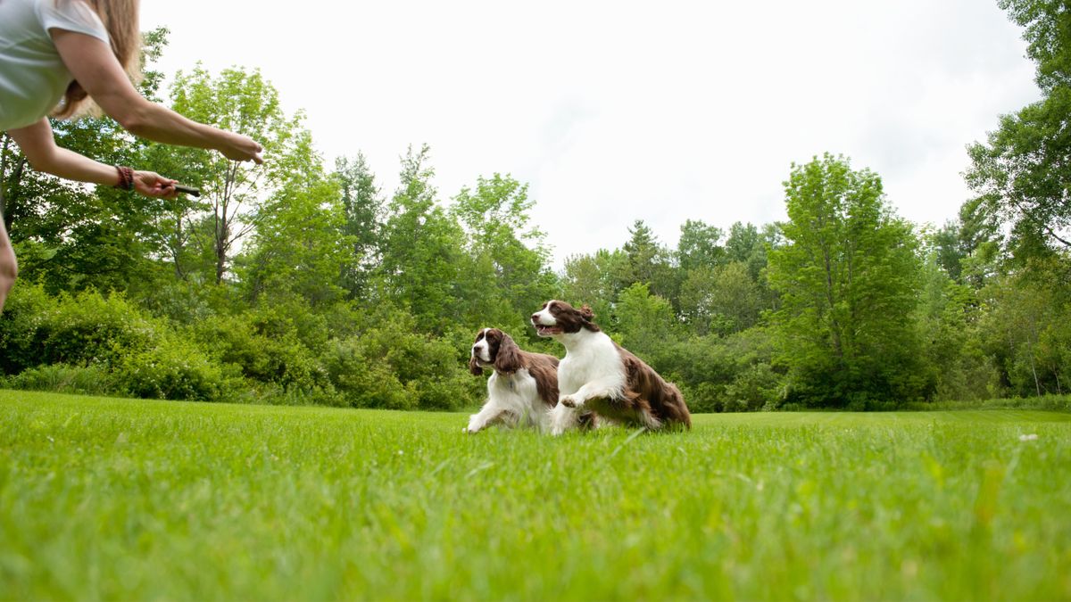 Two English Springer Spaniels in Field Running Towards Woman with Outstretched Arms 