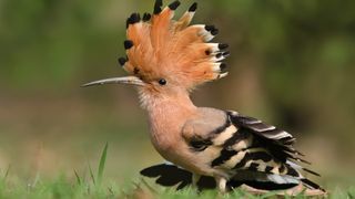 A hoopoe spreading its crest