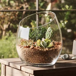 Terrain Half Cut Half Cut Glass Terrarium