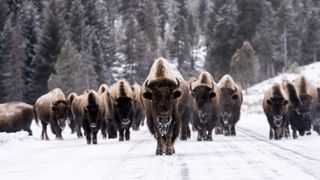 A herd of bison in Yellowstone