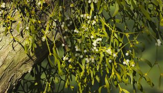 mistletoe growing on a tree