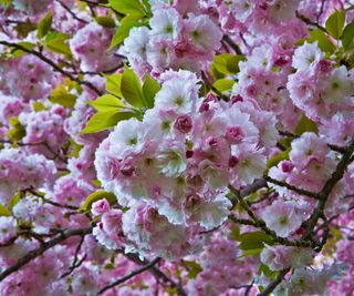 spring blossom on a ‘Kwanzan’ flowering cherry tree