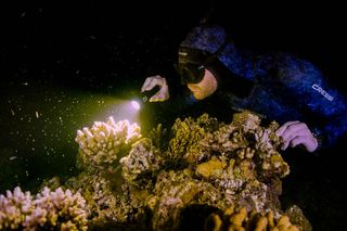 Great Barrier Reef