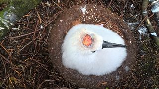 Mice are attacking and eating Tristan albatross chicks on Gough Island in the South Atlantic.