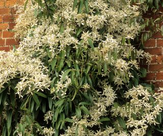 white flowers of Clematis armandii growing on wall