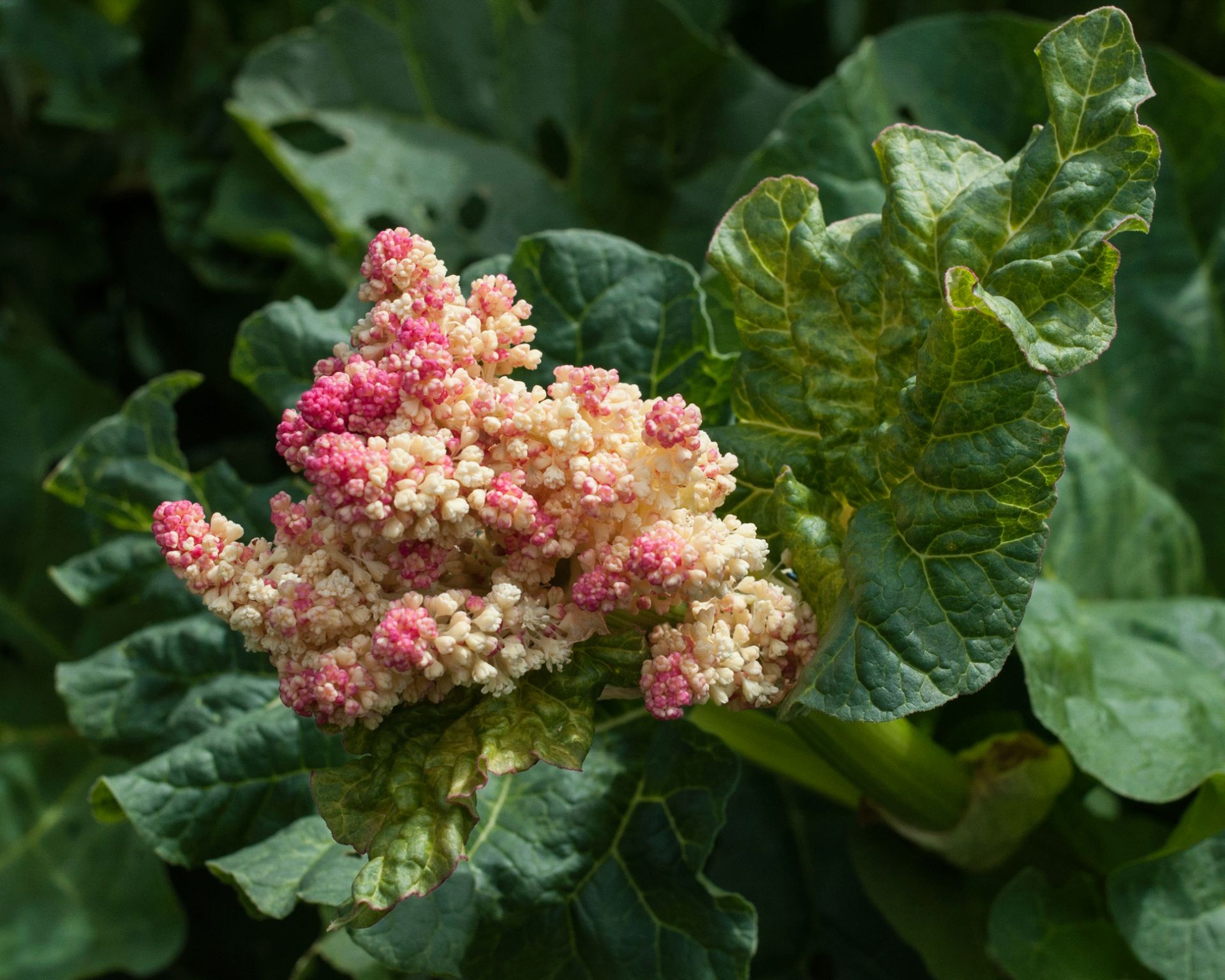 Closeup of rhubarb flower