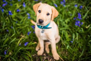 Golden Labrador puppy looking up at camera wearing blue collar