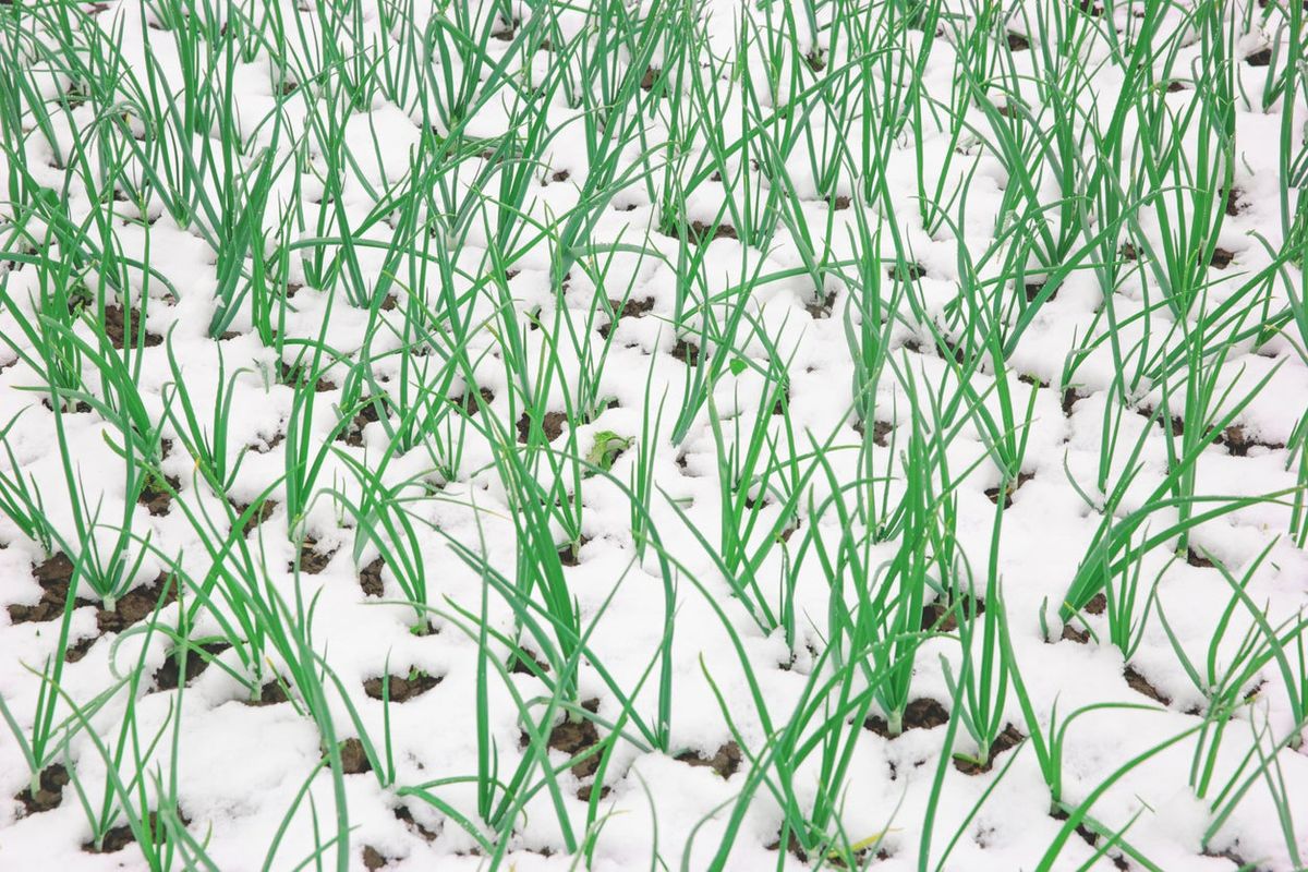 Best Winter Onions For Planting Information On Growing Winter Onions