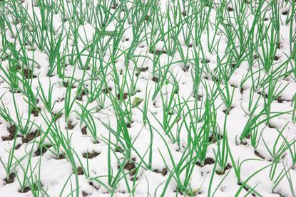 What To Grow In Winter  45 Plants Perfect For Winter Gardening