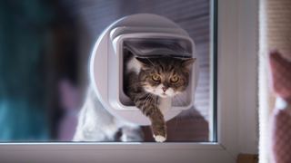 Cat walking through a cat flap installed onto a window