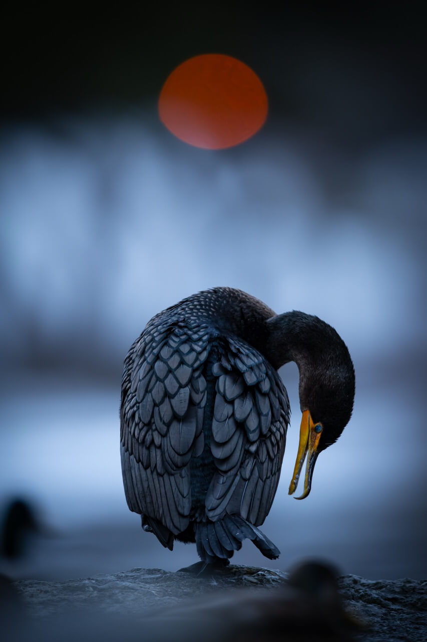 Animal