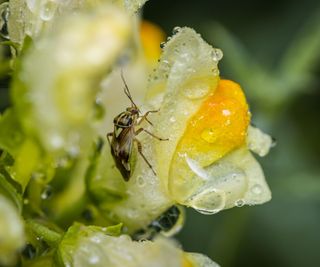 Tarnished plant bug on a yellow flower