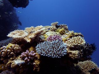 A coral reef with various species and fish.