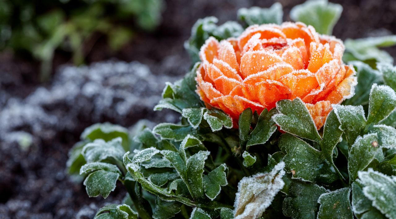 a frost covered ranunculus in a flower bed