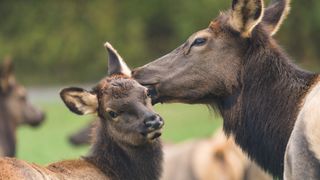 Cow elk grooming calf