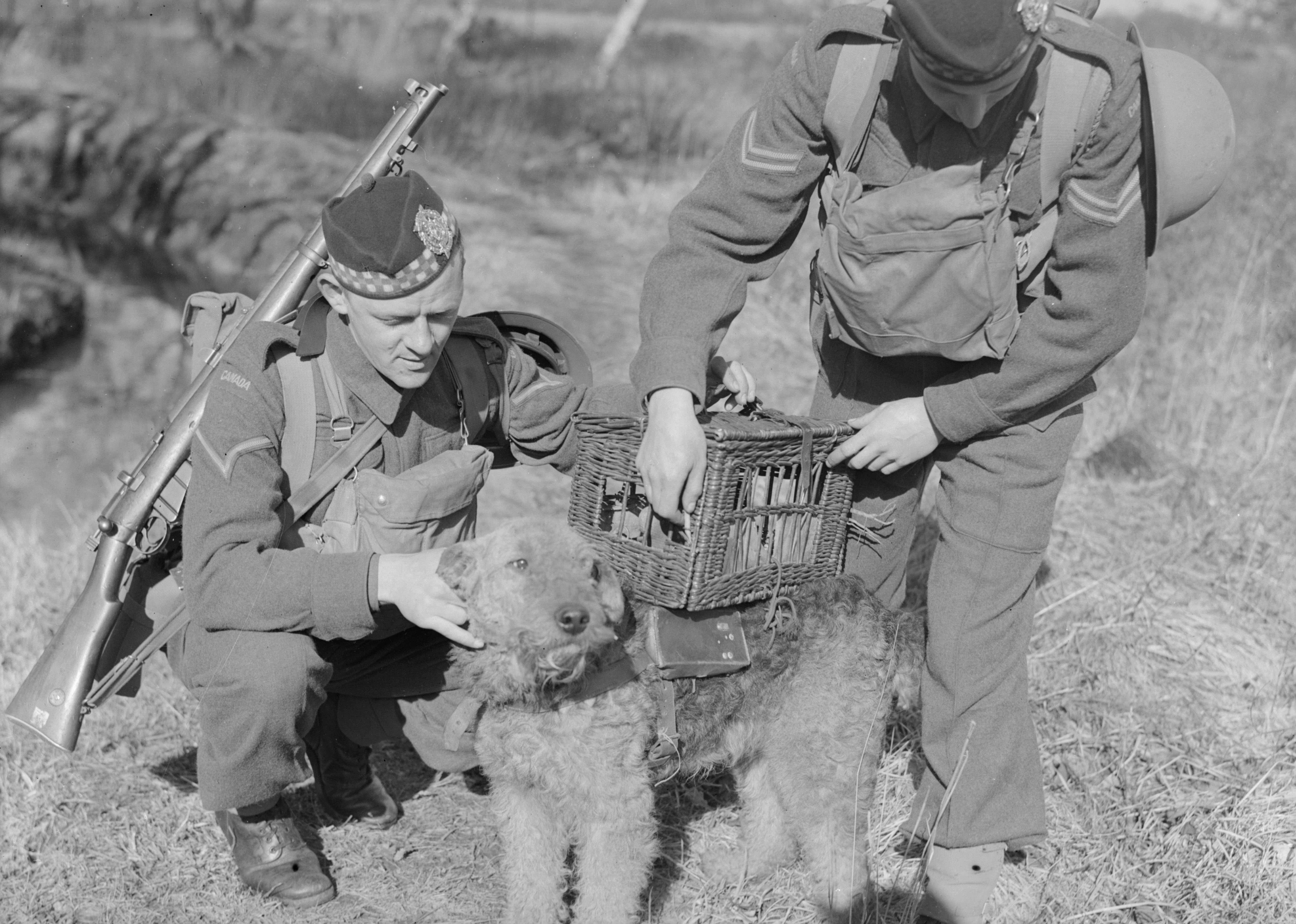 A historical series showing Airedale terriers through time — from wartime heroes to beloved companions. The images include: Airedales carrying messenger satchels during the First World War; dogs in gas masks used for training exercises; soldiers preparing a message-carrying Airedale with a basket strapped to its back; a vintage Hollywood scene featuring a well-dressed couple and their terrier; and a 1920s woman posing proudly with her Airedale on the steps of her home. Together, they capture the breed’s extraordinary versatility — from battlefield bravery to loyal domestic life.