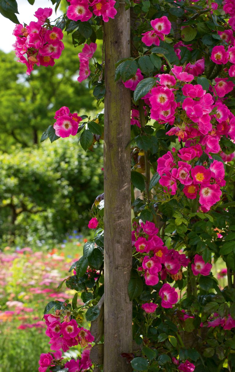 How to plant roses plus tips and advice on growing roses Homes & Gardens