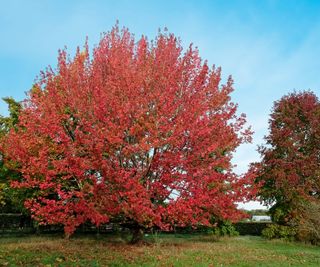 Red and orange foliage of a liquidambar tree