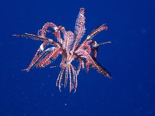 A feather star, a type of crinoid, undulates through the water.