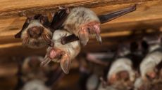 Close-up image of three bats in an attic. Behind them are other bats which are not in focus. 