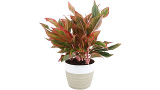 Costa Farms aglaonema plant