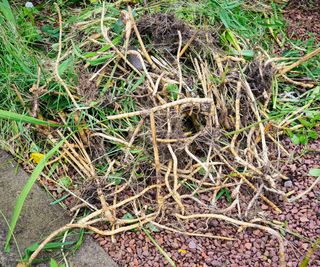 Dense pile of freshly pulled bamboo roots showing a intricate network of tangled shoots in a garden