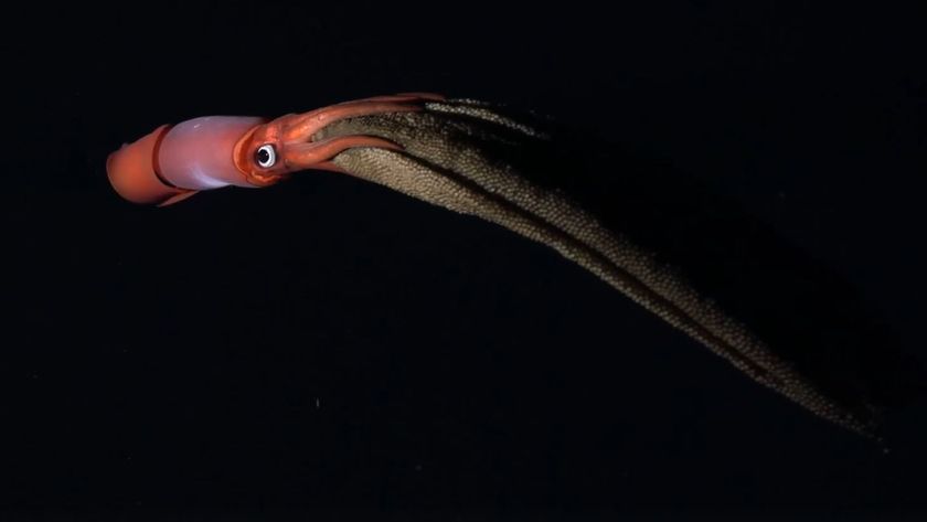Squids News - all the latest about Squids | Live Science