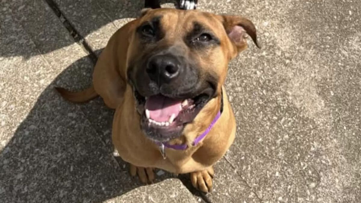 Freon the Boxer dog waits for weeks in empty house