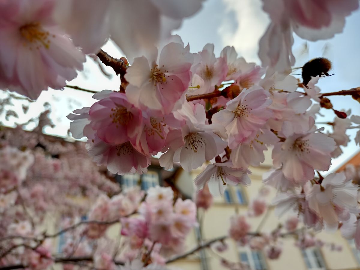 Kirschbl&uuml;te mit Hummel
